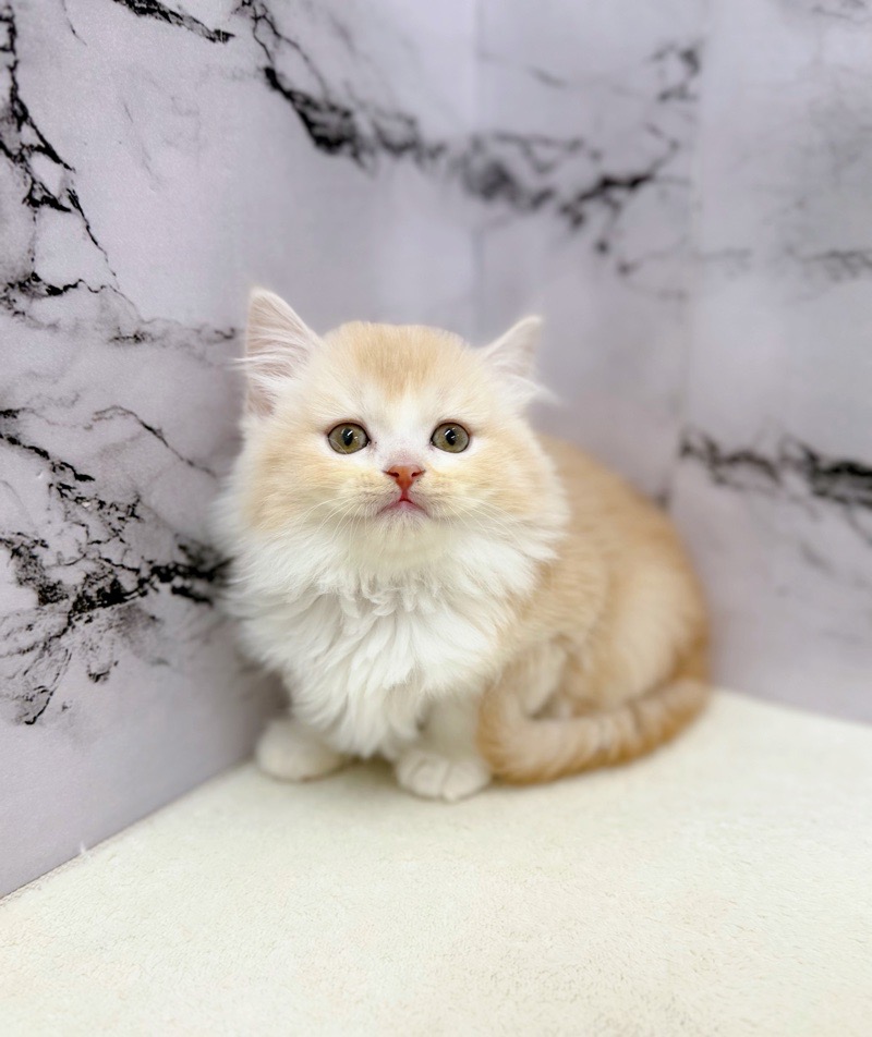 神奈川県のミヌエット (かねだい東戸塚店/2026年1月6日生まれ/女の子/クリームホワイト)の子猫の3枚目の画像