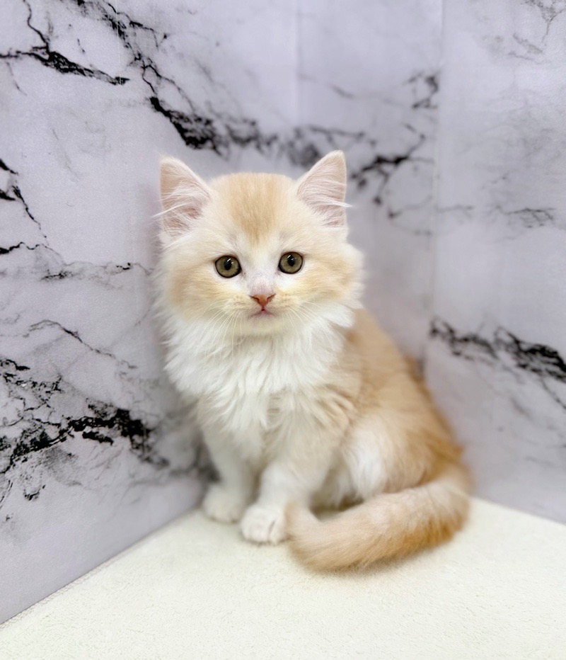 神奈川県のミヌエット (かねだい東戸塚店/2026年1月6日生まれ/女の子/クリームホワイト)の子猫の4枚目の画像