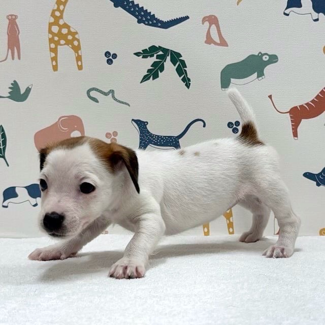 東京都のジャックラッセルテリア (かねだい足立店/2026年1月10日生まれ/女の子/ホワイトタン)の子犬の2枚目の画像