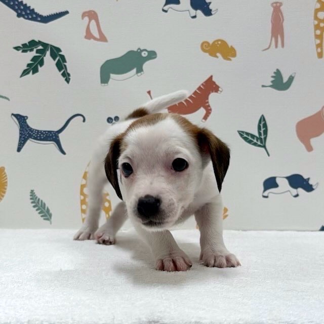 東京都のジャックラッセルテリア (かねだい足立店/2026年1月10日生まれ/女の子/ホワイトタン)の子犬の1枚目の画像