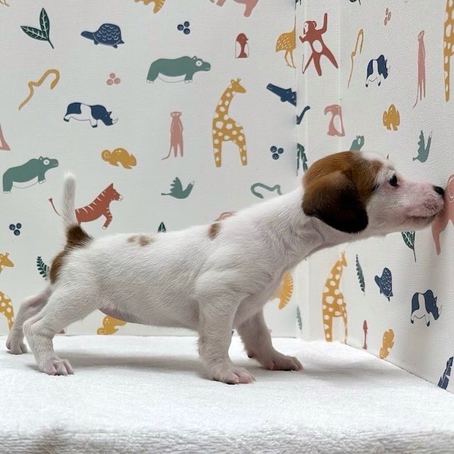 東京都のジャックラッセルテリア (かねだい足立店/2026年1月10日生まれ/女の子/ホワイトタン)の子犬の3枚目の画像