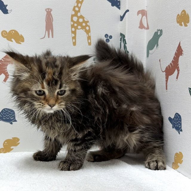 東京都のスコティッシュフォールド (かねだい足立店/2026年1月10日生まれ/女の子/ブラウンパッチドタビー)の子猫の2枚目の画像