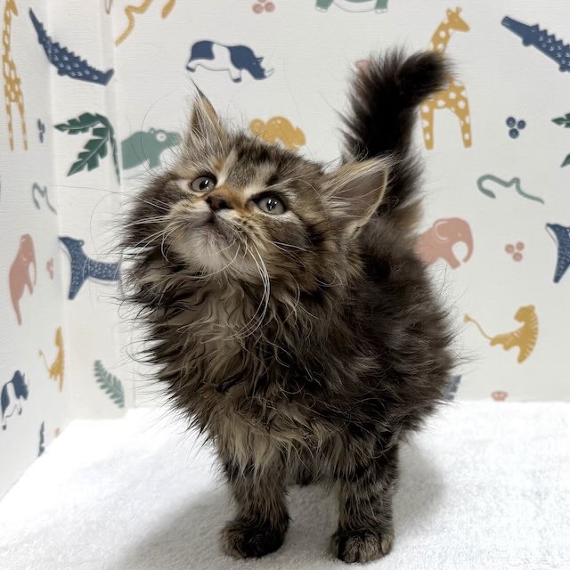 東京都のスコティッシュフォールド (かねだい足立店/2026年1月10日生まれ/女の子/ブラウンパッチドタビー)の子猫の1枚目の画像