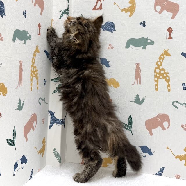 東京都のスコティッシュフォールド (かねだい足立店/2026年1月10日生まれ/女の子/ブラウンパッチドタビー)の子猫の3枚目の画像