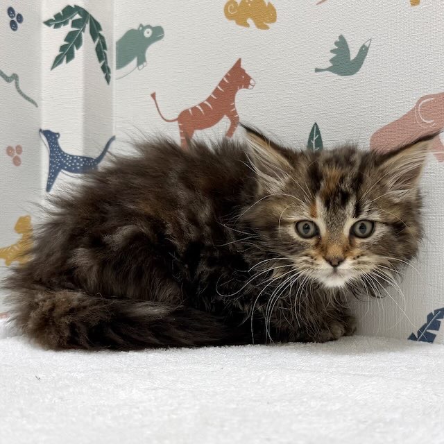 東京都のスコティッシュフォールド (かねだい足立店/2026年1月10日生まれ/女の子/ブラウンパッチドタビー)の子猫の4枚目の画像