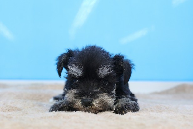 埼玉県のシュナプー(シュナウザー×プードル) (かねだい草加店/2026年1月10日生まれ/男の子/ブラックシルバー)の子犬の1枚目の画像