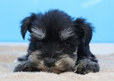 埼玉県のシュナプー(シュナウザー×プードル) (かねだい草加店/2026年1月10日生まれ/男の子/ブラックシルバー)の子犬の2枚目の画像