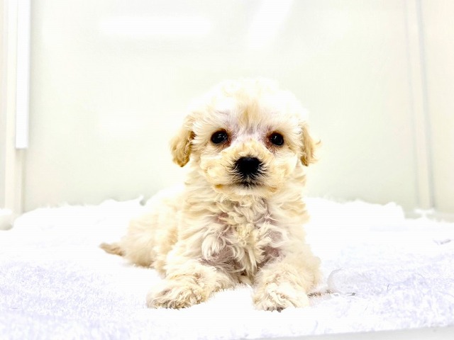 東京都のマルプー(マルチーズ×プードル) (かねだい本町田店/2026年1月10日生まれ/男の子/アプリコット)の子犬の1枚目の画像