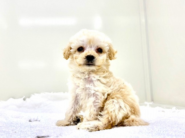 東京都のマルプー(マルチーズ×プードル) (かねだい本町田店/2026年1月10日生まれ/男の子/アプリコット)の子犬の2枚目の画像