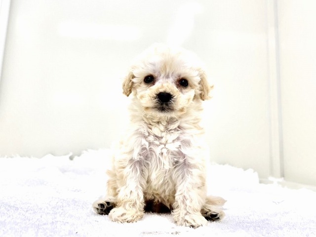 東京都のマルプー(マルチーズ×プードル) (かねだい本町田店/2026年1月10日生まれ/男の子/アプリコット)の子犬の3枚目の画像