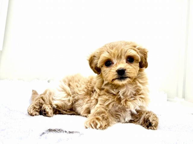 東京都のマルプー(マルチーズ×プードル) (かねだい本町田店/2026年1月10日生まれ/女の子/アプリコットホワイト)の子犬の1枚目の画像