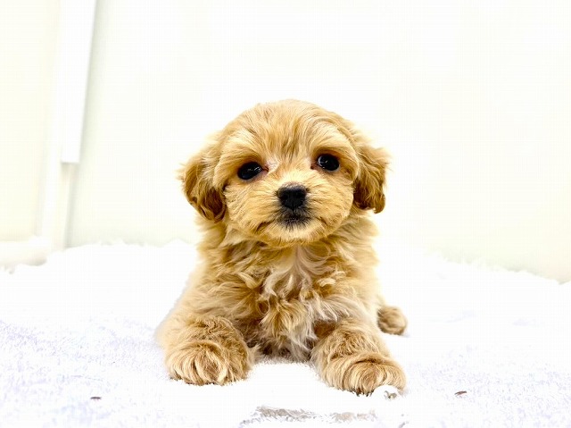 東京都のマルプー(マルチーズ×プードル) (かねだい本町田店/2026年1月10日生まれ/女の子/アプリコットホワイト)の子犬の2枚目の画像