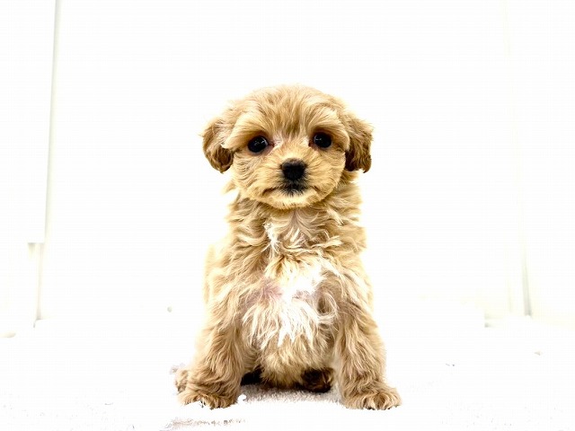 東京都のマルプー(マルチーズ×プードル) (かねだい本町田店/2026年1月10日生まれ/女の子/アプリコットホワイト)の子犬の3枚目の画像