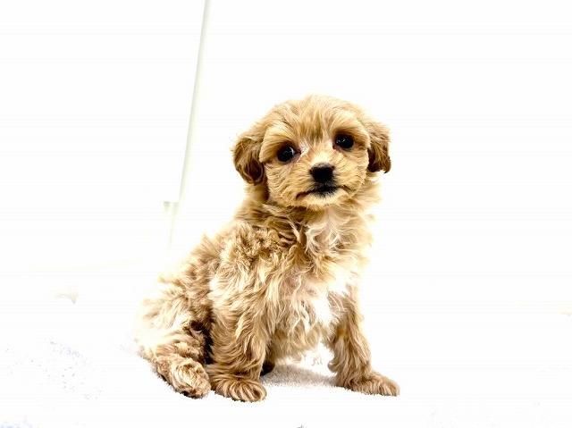 東京都のマルプー(マルチーズ×プードル) (かねだい本町田店/2026年1月10日生まれ/女の子/アプリコットホワイト)の子犬の4枚目の画像