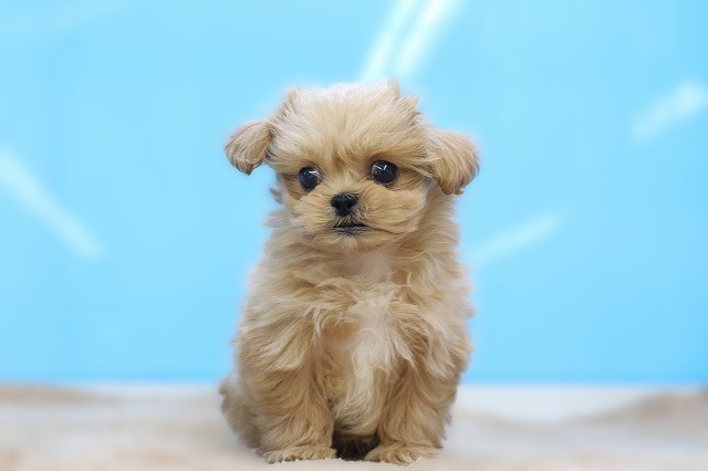 埼玉県のペキプー(ペキニーズ×プードル) (かねだい草加店/2026年1月11日生まれ/男の子/アプリコット)の子犬の1枚目の画像