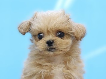 埼玉県のペキプー(ペキニーズ×プードル) (かねだい草加店/2026年1月11日生まれ/男の子/アプリコット)の子犬の2枚目の画像