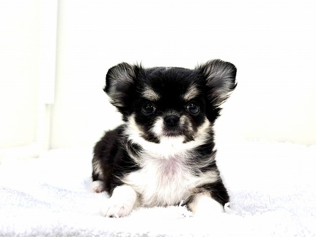 東京都のチワワ(ロング) (かねだい本町田店/2026年1月8日生まれ/女の子/ブラックタンホワイト)の子犬の1枚目の画像