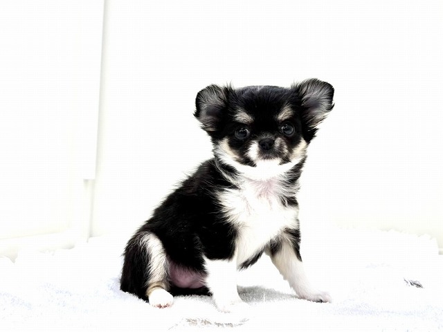 東京都のチワワ(ロング) (かねだい本町田店/2026年1月8日生まれ/女の子/ブラックタンホワイト)の子犬の2枚目の画像