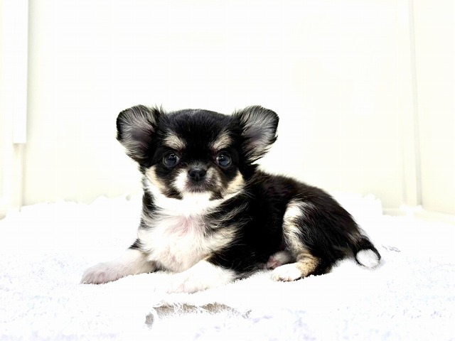 東京都のチワワ(ロング) (かねだい本町田店/2026年1月8日生まれ/女の子/ブラックタンホワイト)の子犬の3枚目の画像