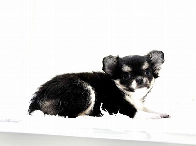 東京都のチワワ(ロング) (かねだい本町田店/2026年1月8日生まれ/女の子/ブラックタンホワイト)の子犬の4枚目の画像