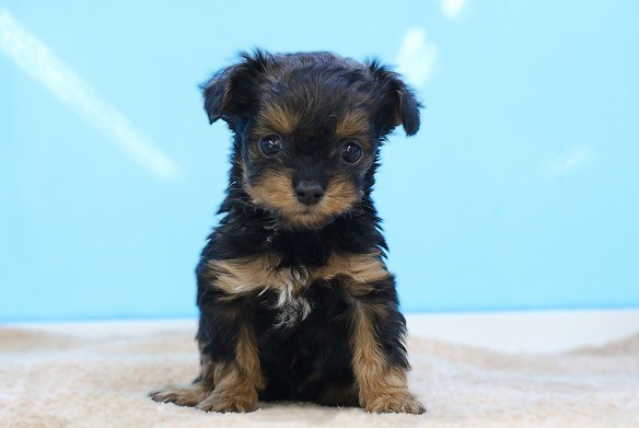 埼玉県のヨーチー/チワキー/チワヨーキー(ヨークシャーテリア×チワワ) (かねだい草加店/2026年1月8日生まれ/男の子/ブラックブラウン)の子犬の1枚目の画像