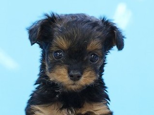 埼玉県のヨーチー/チワキー/チワヨーキー(ヨークシャーテリア×チワワ) (かねだい草加店/2026年1月8日生まれ/男の子/ブラックブラウン)の子犬の2枚目の画像