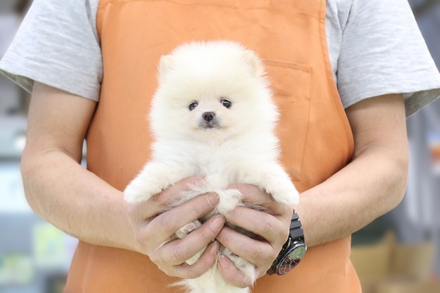 埼玉県のポメラニアン (かねだい草加店/2026年1月7日生まれ/男の子/クリーム)の子犬の1枚目の画像