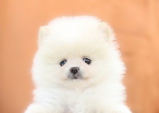 埼玉県のポメラニアン (かねだい草加店/2026年1月7日生まれ/男の子/クリーム)の子犬の2枚目の画像