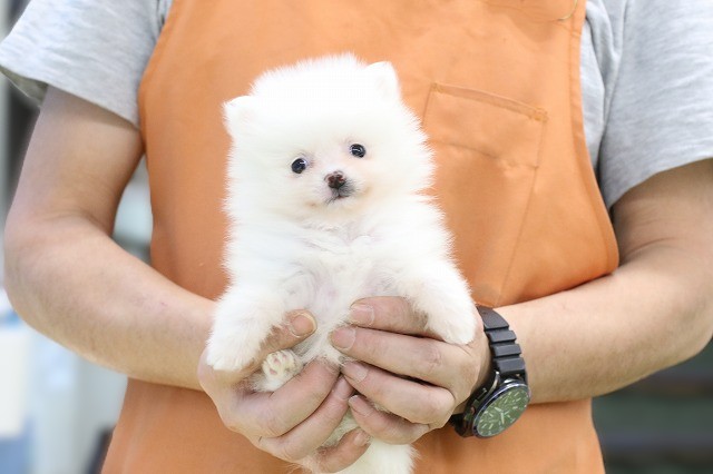 埼玉県のポメラニアン (かねだい草加店/2026年1月7日生まれ/女の子/クリーム)の子犬の1枚目の画像