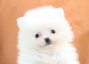 埼玉県のポメラニアン (かねだい草加店/2026年1月7日生まれ/女の子/クリーム)の子犬の2枚目の画像