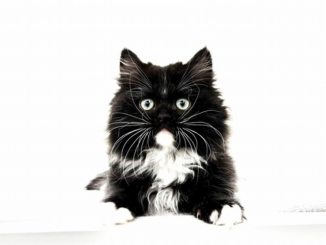 東京都のサイベリアン (かねだい本町田店/2026年1月10日生まれ/男の子/ブラックホワイト)の子猫の1枚目の画像