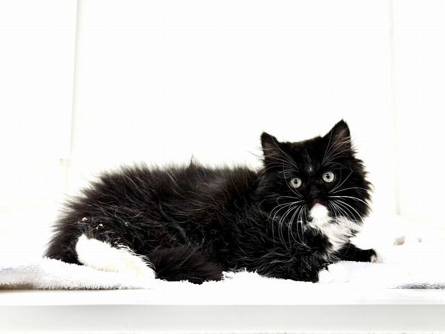 東京都のサイベリアン (かねだい本町田店/2026年1月10日生まれ/男の子/ブラックホワイト)の子猫の2枚目の画像