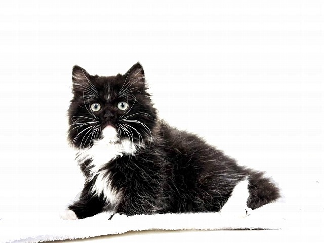 東京都のサイベリアン (かねだい本町田店/2026年1月10日生まれ/男の子/ブラックホワイト)の子猫の3枚目の画像