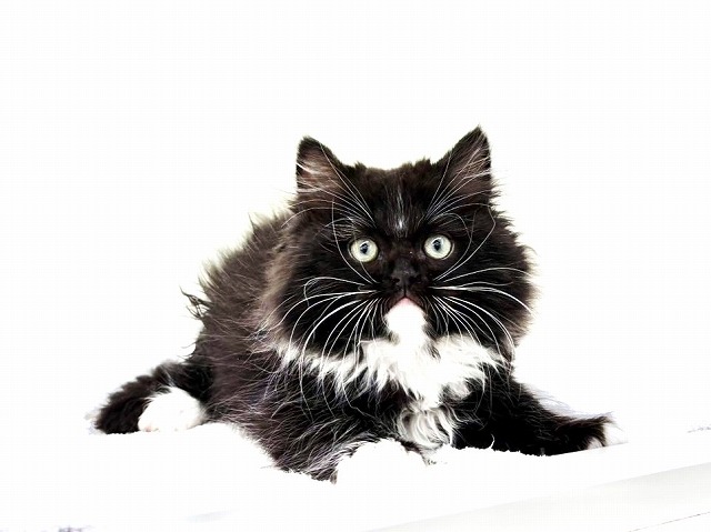 東京都のサイベリアン (かねだい本町田店/2026年1月10日生まれ/男の子/ブラックホワイト)の子猫の4枚目の画像