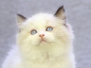 埼玉県のラグドール (かねだい草加店/2026年1月7日生まれ/男の子/シールポイントバイカラー)の子猫の2枚目の画像