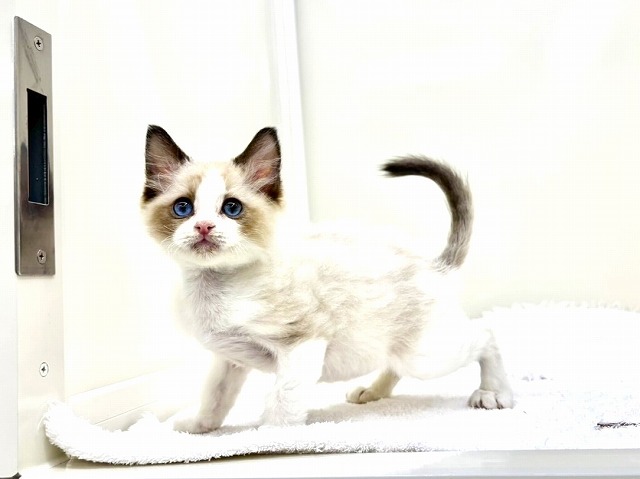 東京都のラグドール (かねだい本町田店/2026年1月10日生まれ/男の子/シールポイントバイカラー)の子猫の1枚目の画像