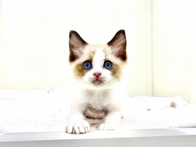 東京都のラグドール (かねだい本町田店/2026年1月10日生まれ/男の子/シールポイントバイカラー)の子猫の2枚目の画像