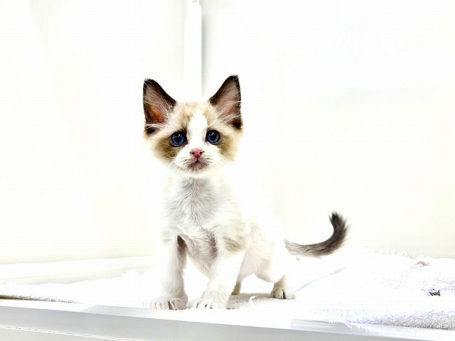 東京都のラグドール (かねだい本町田店/2026年1月10日生まれ/男の子/シールポイントバイカラー)の子猫の3枚目の画像