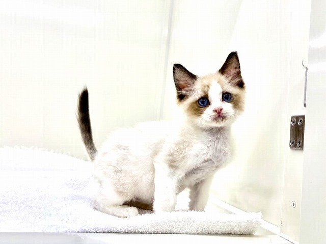 東京都のラグドール (かねだい本町田店/2026年1月10日生まれ/男の子/シールポイントバイカラー)の子猫の4枚目の画像