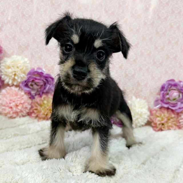 千葉県のシュナプー(シュナウザー×プードル) (かねだい四街道店/2026年1月10日生まれ/女の子/ブラックシルバー)の子犬の1枚目の画像