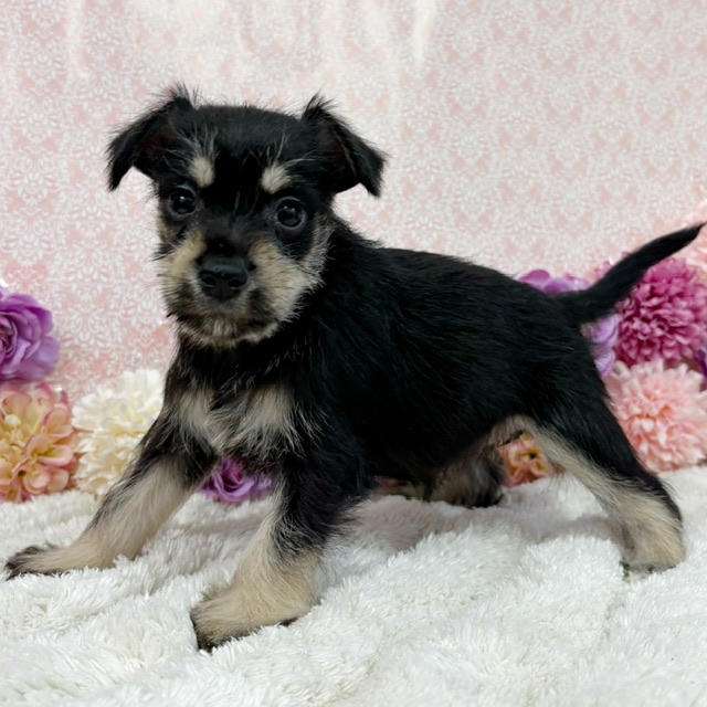 千葉県のシュナプー(シュナウザー×プードル) (かねだい四街道店/2026年1月10日生まれ/女の子/ブラックシルバー)の子犬の2枚目の画像