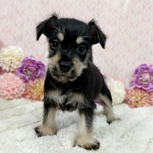 千葉県のシュナプー(シュナウザー×プードル) (かねだい四街道店/2026年1月10日生まれ/女の子/ブラックシルバー)の子犬の3枚目の画像