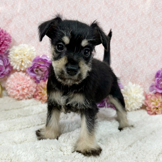 千葉県のシュナプー(シュナウザー×プードル) (かねだい四街道店/2026年1月10日生まれ/女の子/ブラックシルバー)の子犬の4枚目の画像