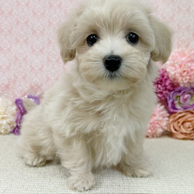 千葉県のマルプー(マルチーズ×プードル) (かねだい四街道店/2026年1月10日生まれ/男の子/クリーム)の子犬の1枚目の画像