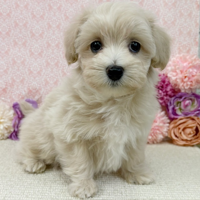 千葉県のマルプー(マルチーズ×プードル) (かねだい四街道店/2026年1月10日生まれ/男の子/クリーム)の子犬の2枚目の画像