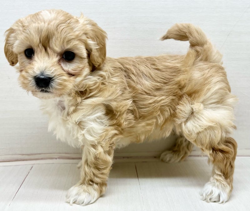 千葉県のマルプー(マルチーズ×プードル) (かねだい八千代店/2026年1月10日生まれ/男の子/ホワイト)の子犬の1枚目の画像