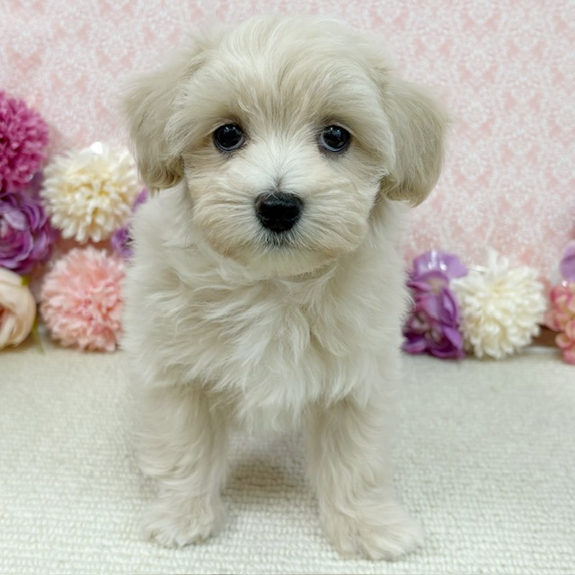 千葉県のマルプー(マルチーズ×プードル) (かねだい四街道店/2026年1月10日生まれ/男の子/クリーム)の子犬の3枚目の画像