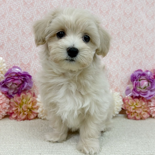 千葉県のマルプー(マルチーズ×プードル) (かねだい四街道店/2026年1月10日生まれ/男の子/クリーム)の子犬の4枚目の画像