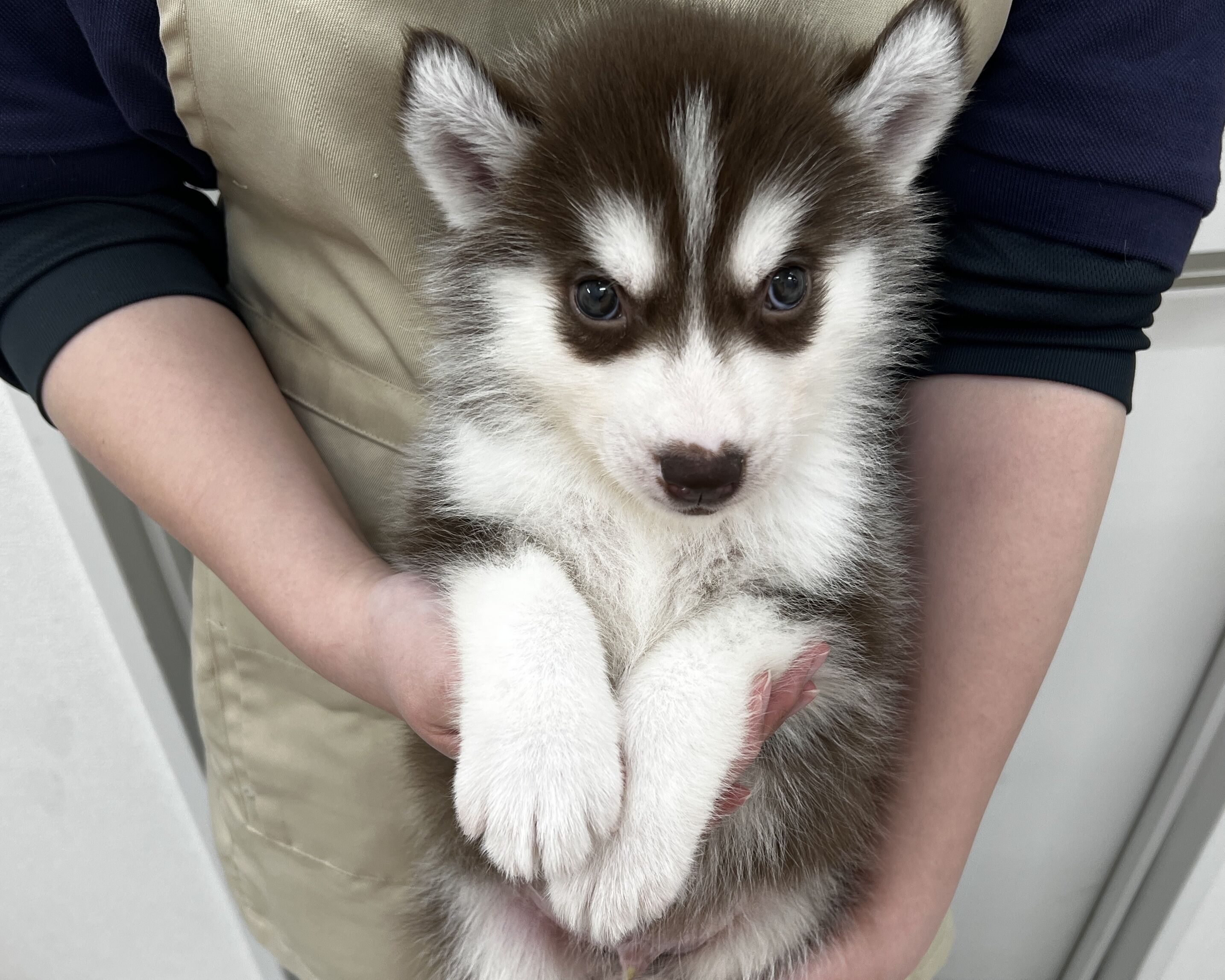 千葉県のシベリアンハスキー (かねだい千葉店/2026年1月11日生まれ/男の子/チョコレートホワイト)の子犬の1枚目の画像