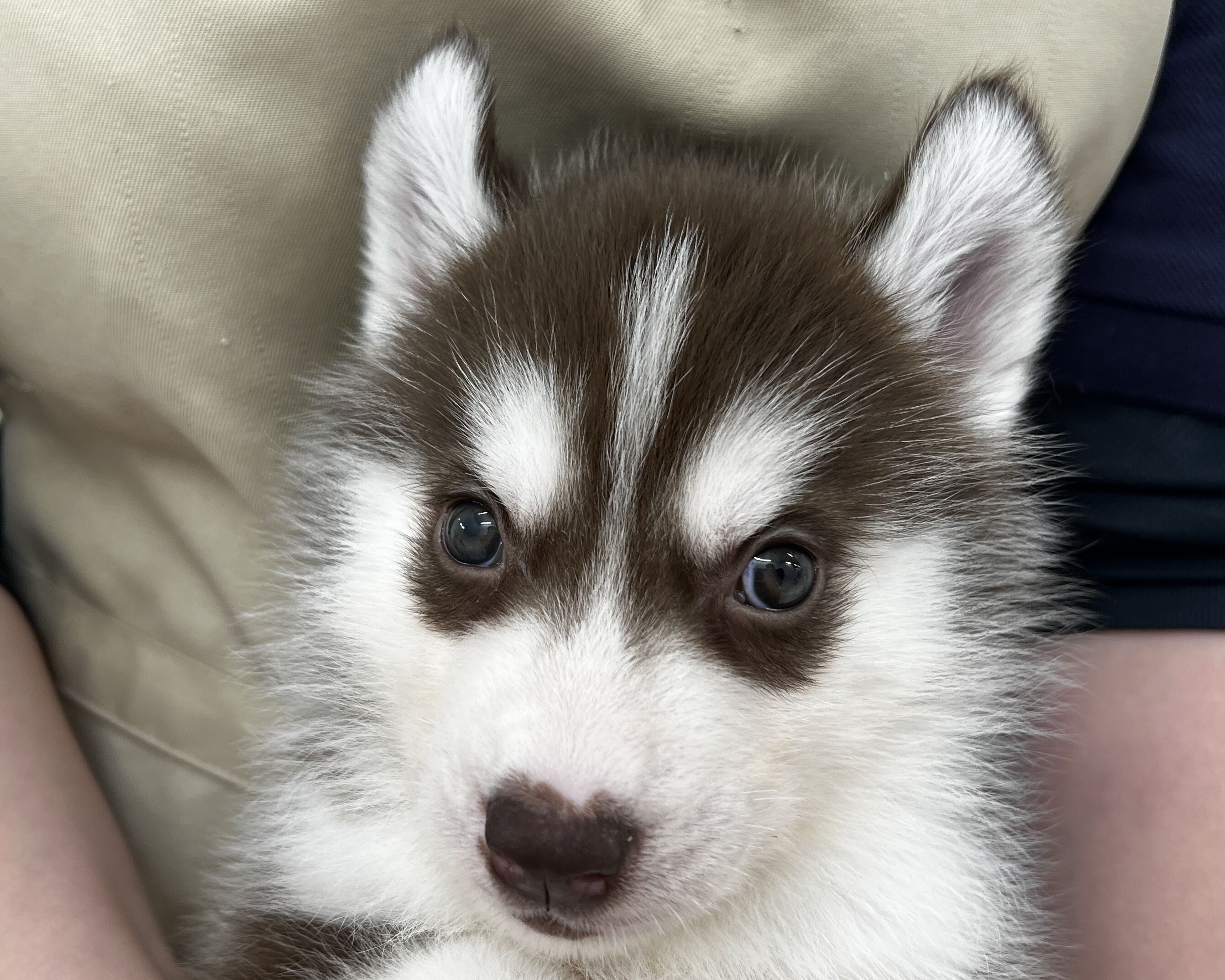 千葉県のシベリアンハスキー (かねだい千葉店/2026年1月11日生まれ/男の子/チョコレートホワイト)の子犬の2枚目の画像